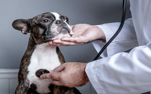 Dog Heart Murmur Treatment