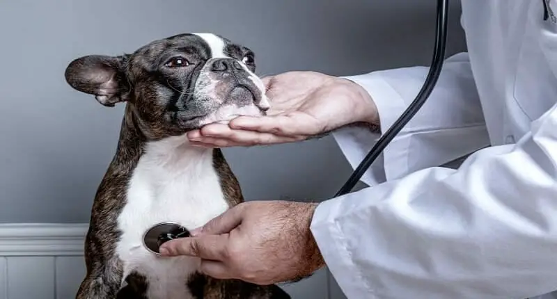 Dog Heart Murmur Treatment