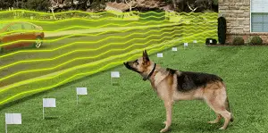 Invisible Dog Fence Explained