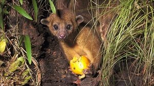 Kinkajou in The Wild