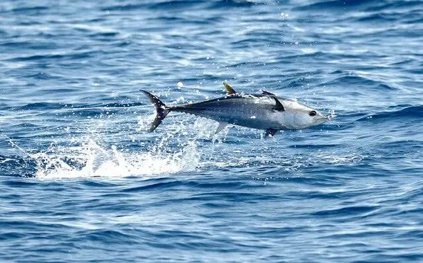 Bluefin Tuna Cost