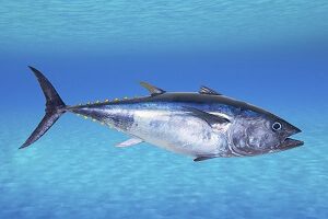 Bluefin Tuna in Water
