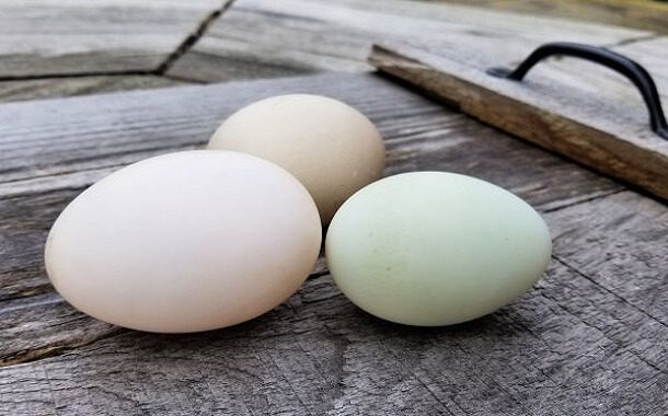 Duck Eggs Cost