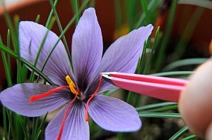 Saffron Flower