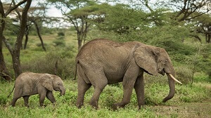 Elephant Calf Cost