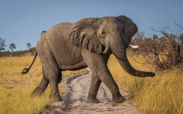Elephant Cost