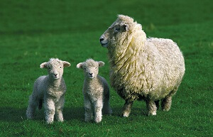 Adult Sheep and Lambs