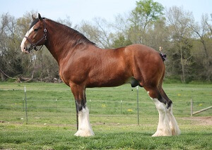 Budweiser Clydesdale