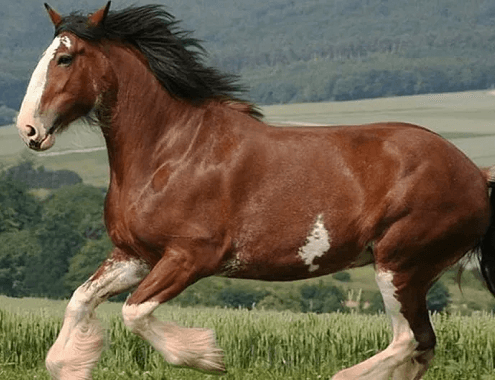 Clydesdale Horse Cost