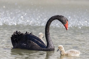 Black Swan