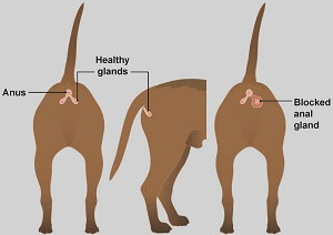 Gland Expression Explained