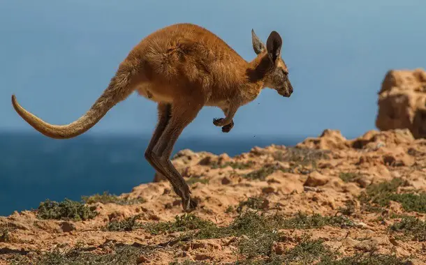 Kangaroo cost