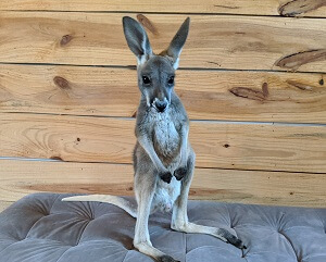 Small Kangaroo Joey