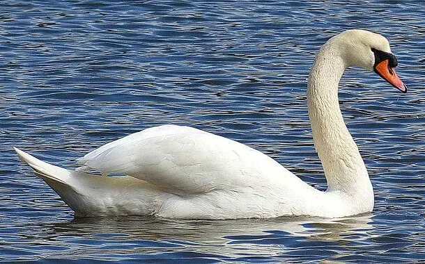 Swan Cost