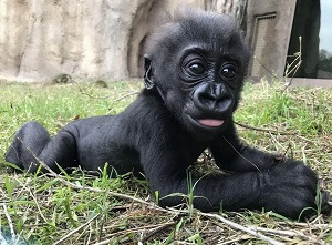 Baby Gorilla