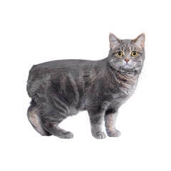 Gray Manx Cat