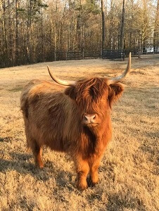 Mini Highland Cow Example
