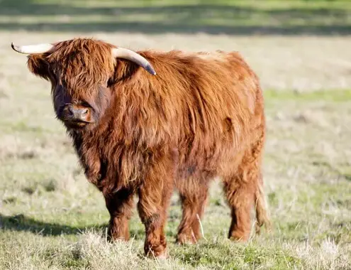 Miniature Highland Cow Cost