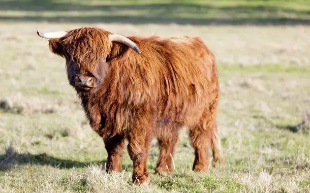 Miniature Highland Cow Cost