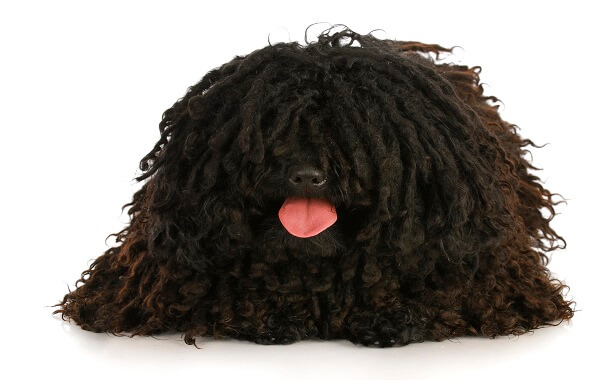 Puli Dog Cost