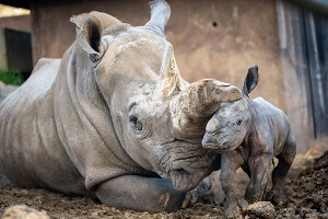 Baby Rhino With Mother