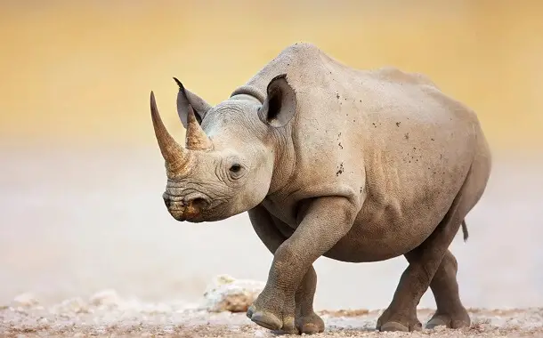 Rhino Cost