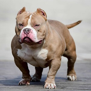 American Bully Closeup