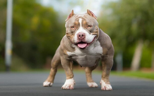 American Bully Cost