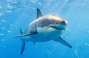 How Much Does A Shark Cost?