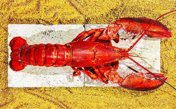 how much does a whole lobster cost