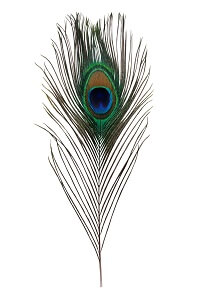 One Peacock Feather