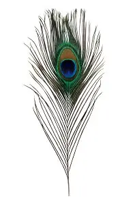 One Peacock Feather