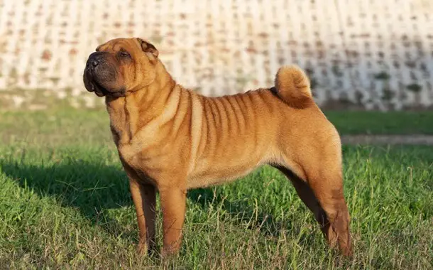 Shar Pei Cost