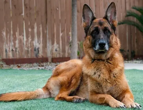 German Shepherd Cost