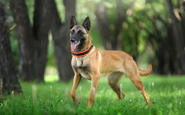 Belgian Malinois Cost