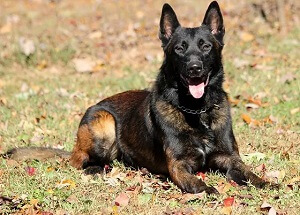 Belgian Malinois Sitting