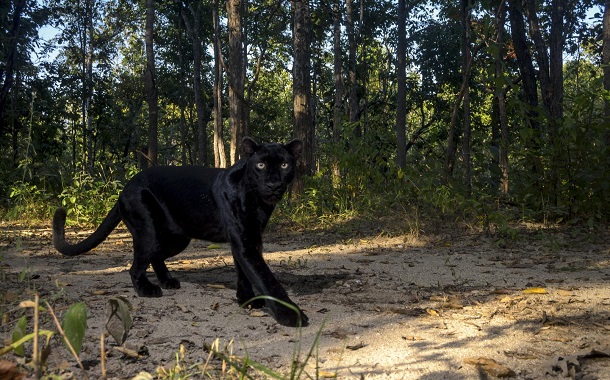 How Much Does A Black Panther Cost?
