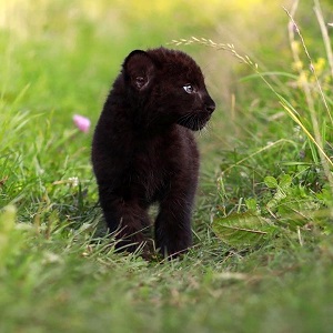 Black Panther Cub