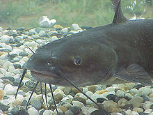 Catfish Swimming