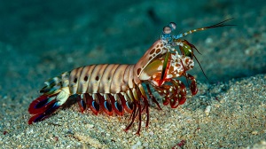 Clown Mantis Shrimp
