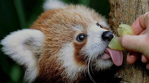 Feeding a Red Panda