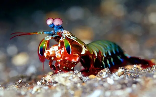Mantis Shrimp Cost