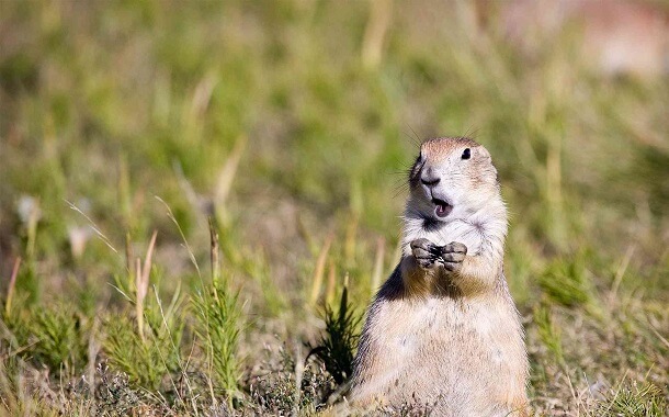 Prairie Dog Cost