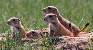 Prairie Dogs