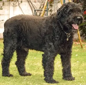 Bouvier des Flandres Cost