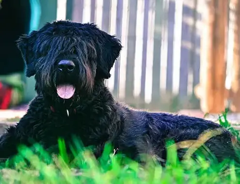 Bouvier des Flandres in Grass