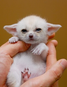 Fennec Fox Cub