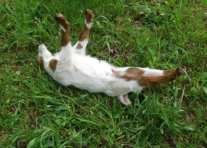 Myotonic Goat fainting