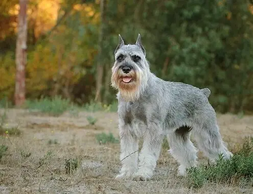 How Much does a Schnauzer cost?