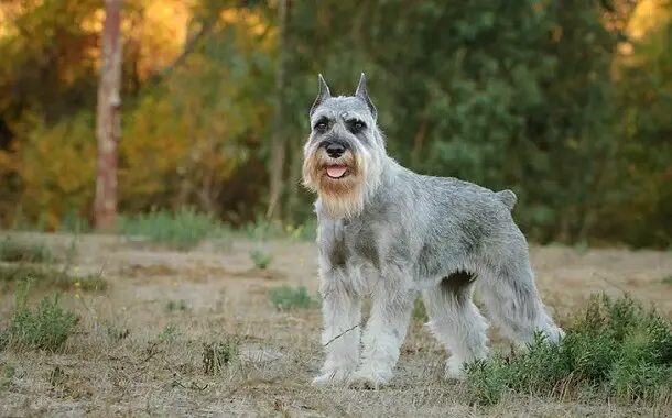 How Much does a Schnauzer cost?